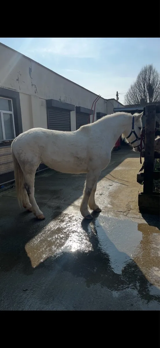 Riding and driving mare - Image 2