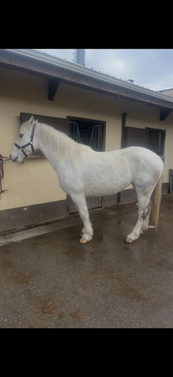 Riding and driving mare - Image 3