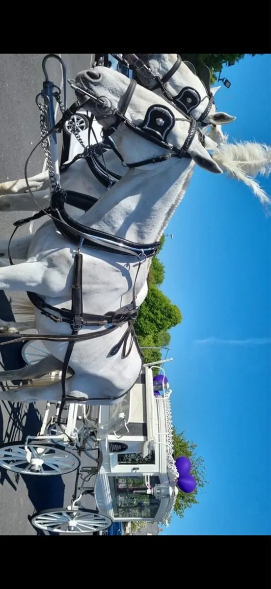 Riding and driving mare - Image 4