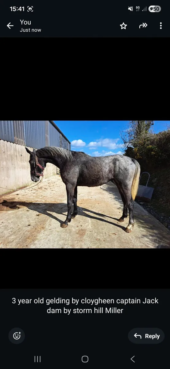 Selection of 3 year old horses and filly - Image 2