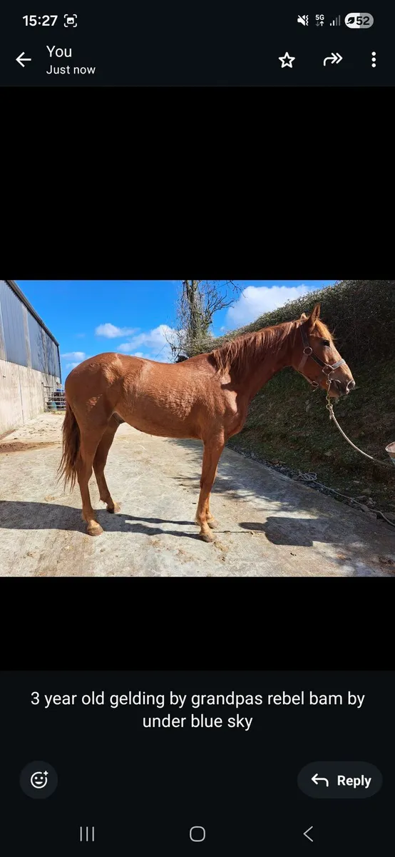 Selection of 3 year old horses and filly - Image 3