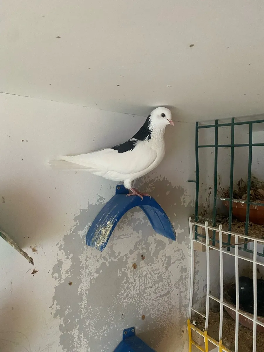 Rollers pigeons - Image 1