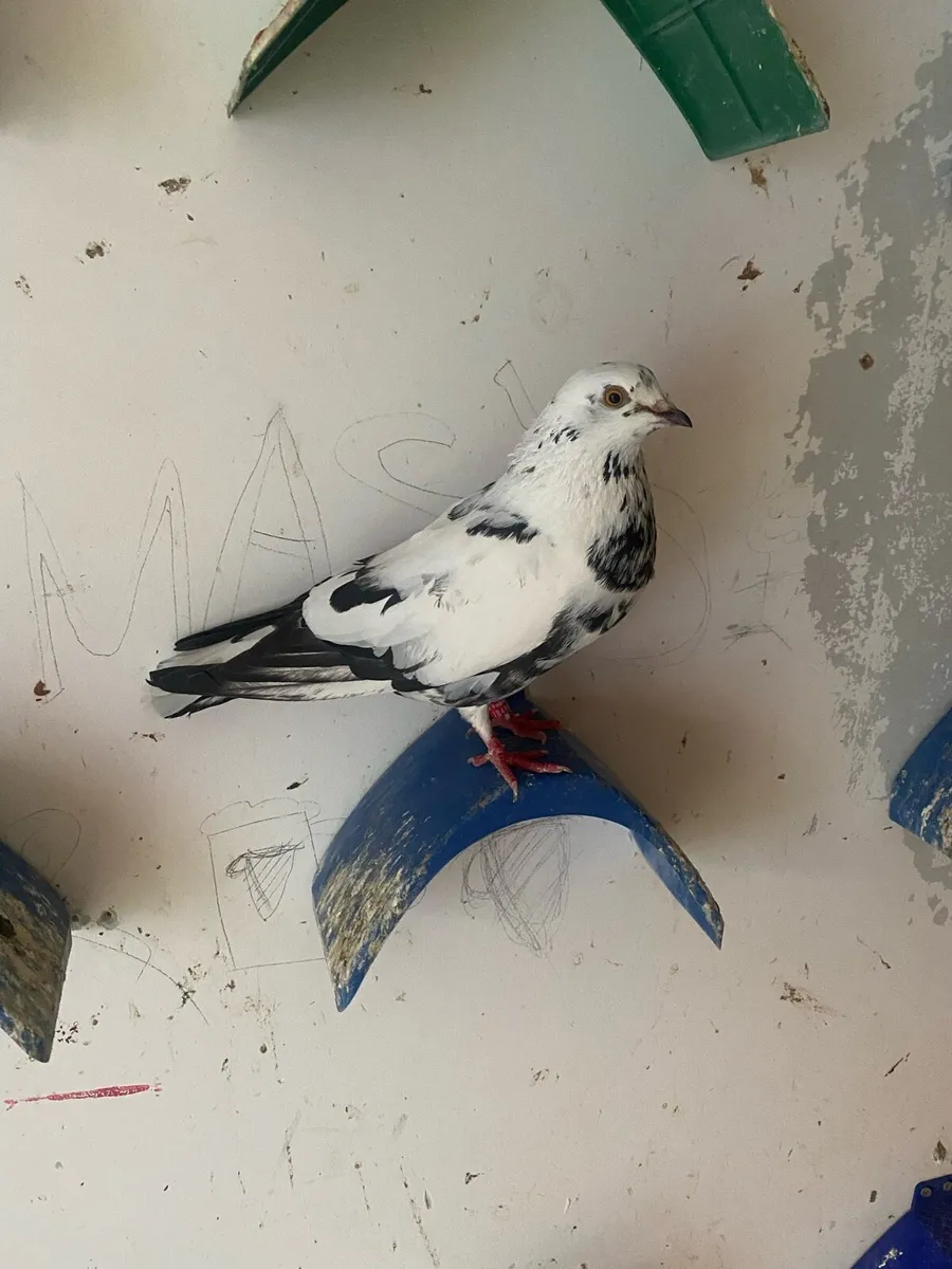 Rollers pigeons - Image 2