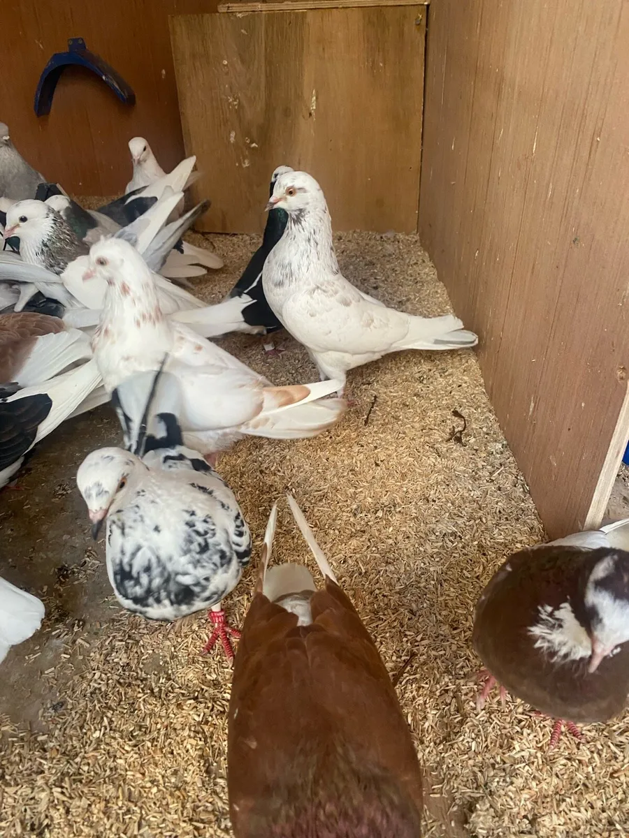 Rollers pigeons - Image 4