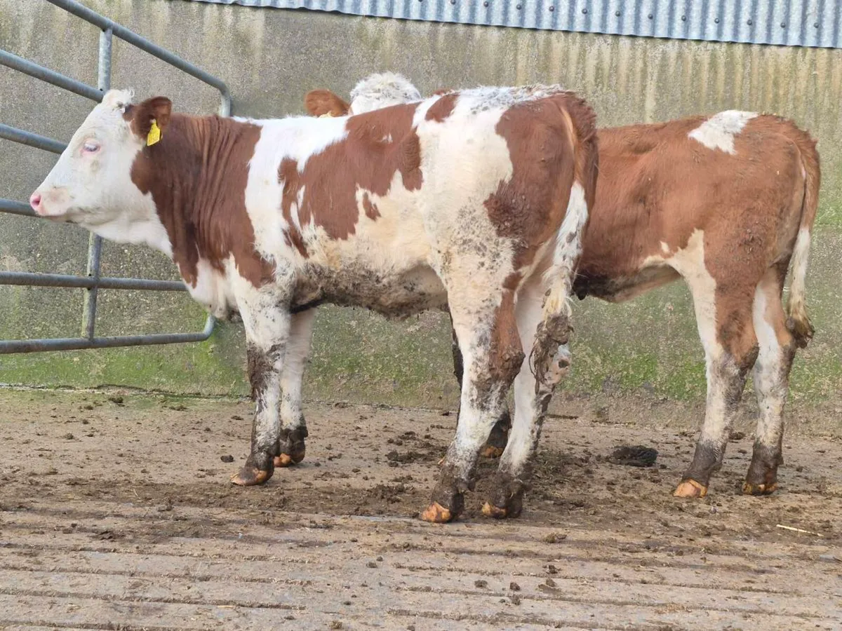 🌟 2 Super Simmental Heifers 🌟 - Image 2