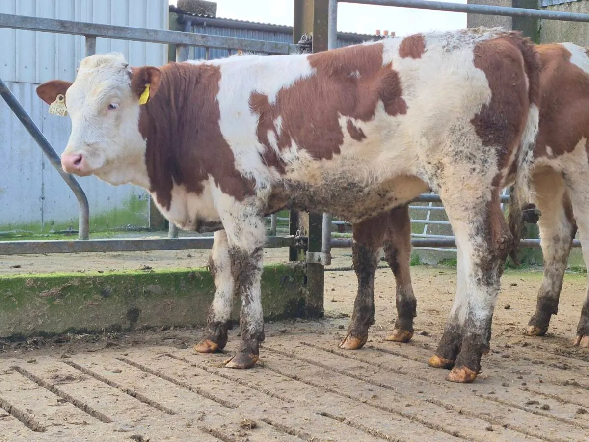 🌟 2 Super Simmental Heifers 🌟 - Image 3