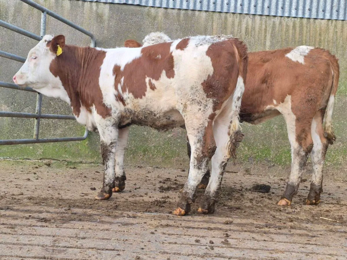 🌟 2 Super Simmental Heifers 🌟 - Image 1