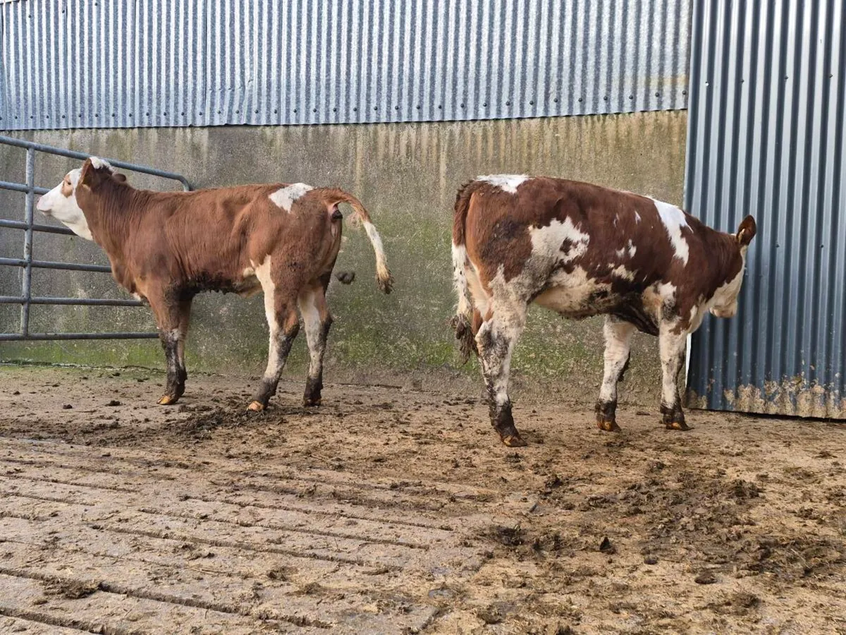 🌟 2 Super Simmental Heifers 🌟 - Image 4