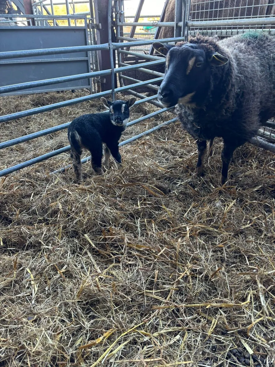 Three badger face (Dassenkop) ewes with lambs - Image 1