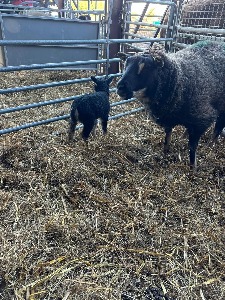 Three badger face (Dassenkop) ewes with lambs - Image 2