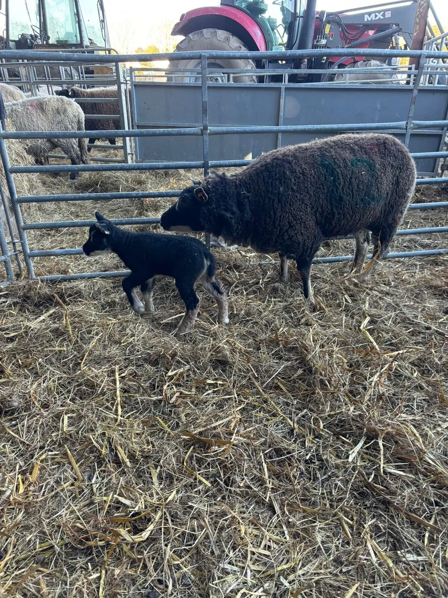 Three badger face (Dassenkop) ewes with lambs - Image 4