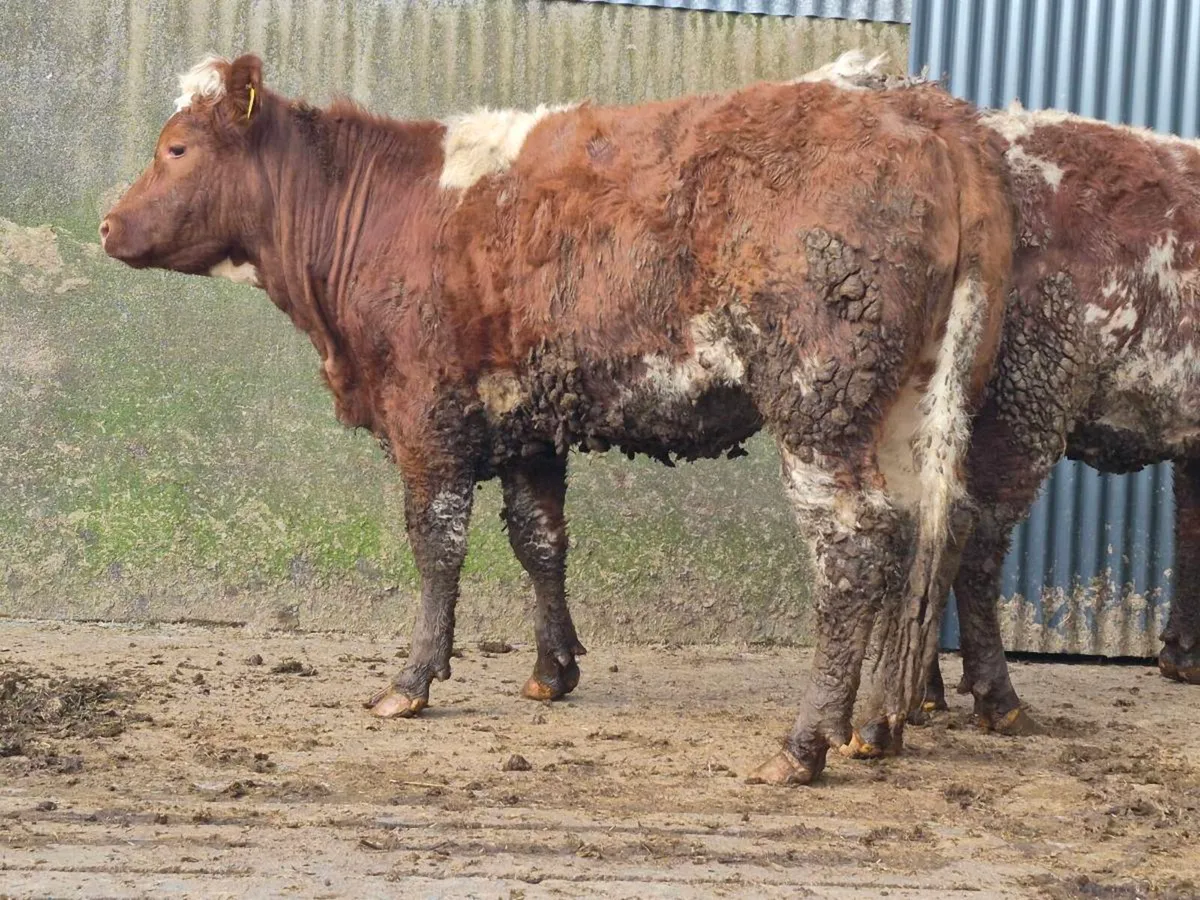 🌟 Super Saler Heifer 🌟 - Image 1