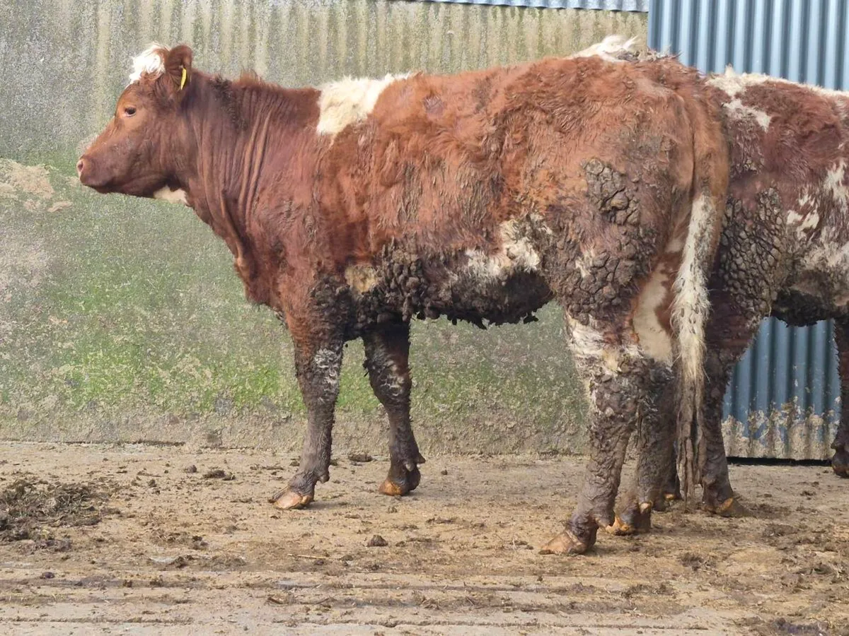 🌟 Super Saler Heifer 🌟 - Image 2