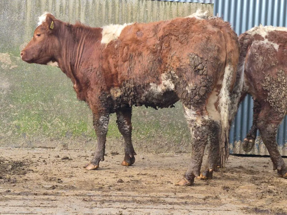 🌟 Super Saler Heifer 🌟 - Image 3