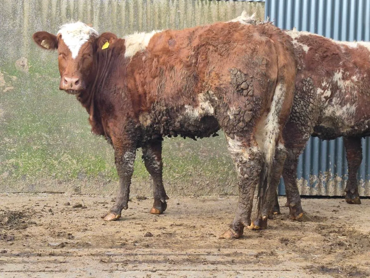 🌟 Super Saler Heifer 🌟 - Image 4