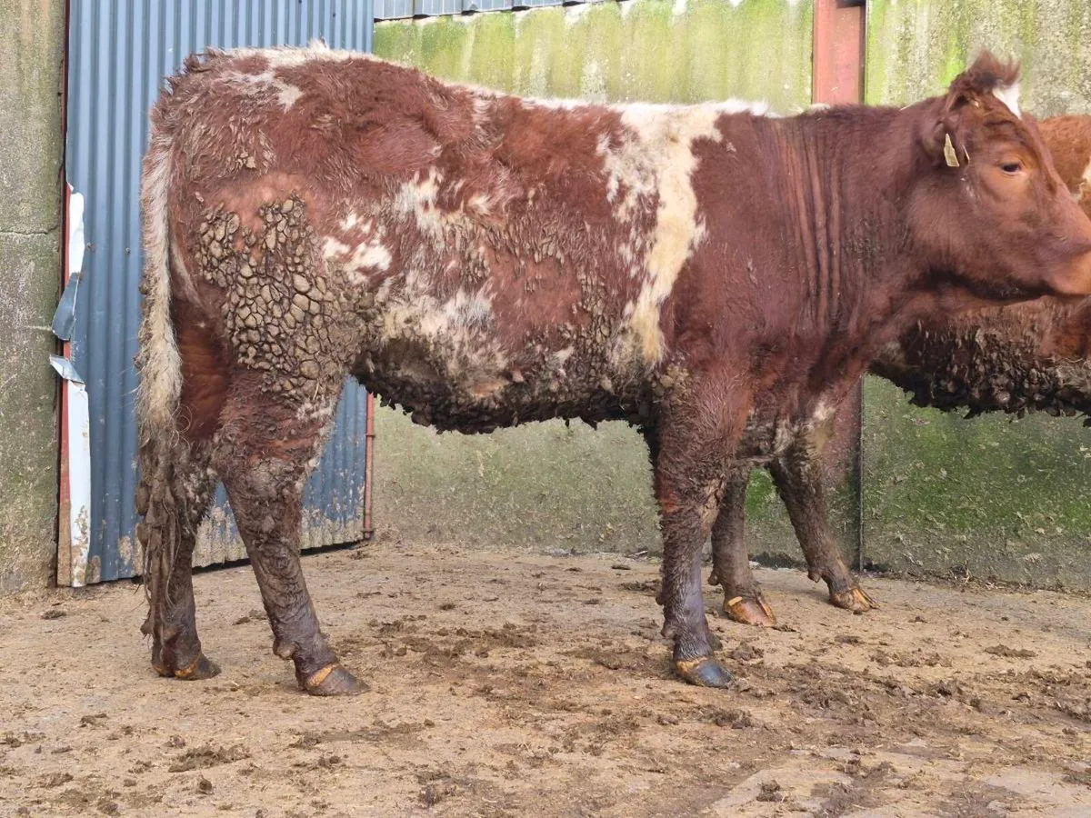 4 🌟 Roan Breeding Heifer - Image 1