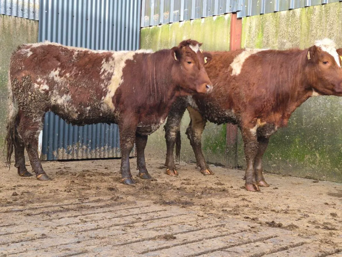 4 🌟 Roan Breeding Heifer - Image 4