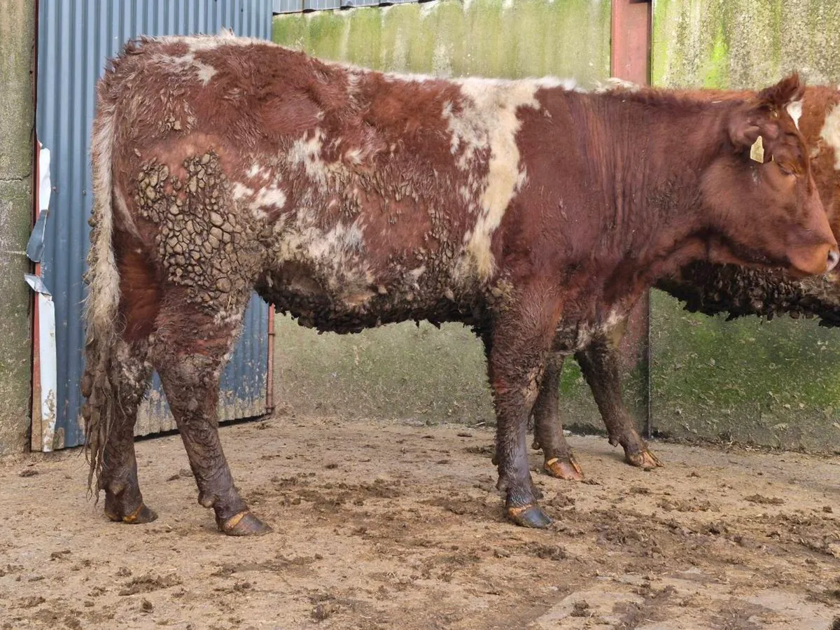 4 🌟 Roan Breeding Heifer - Image 2