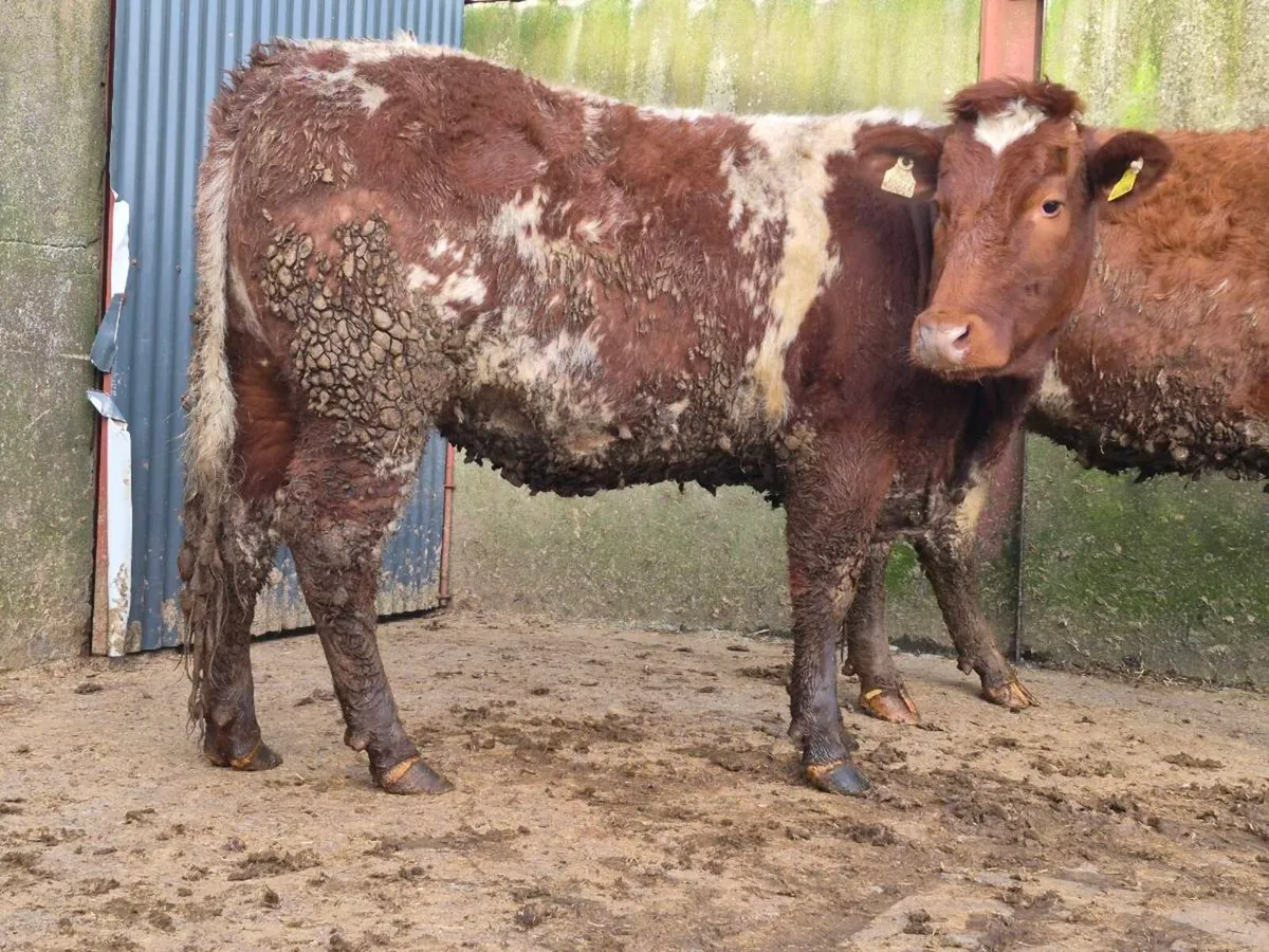 4 🌟 Roan Breeding Heifer - Image 3