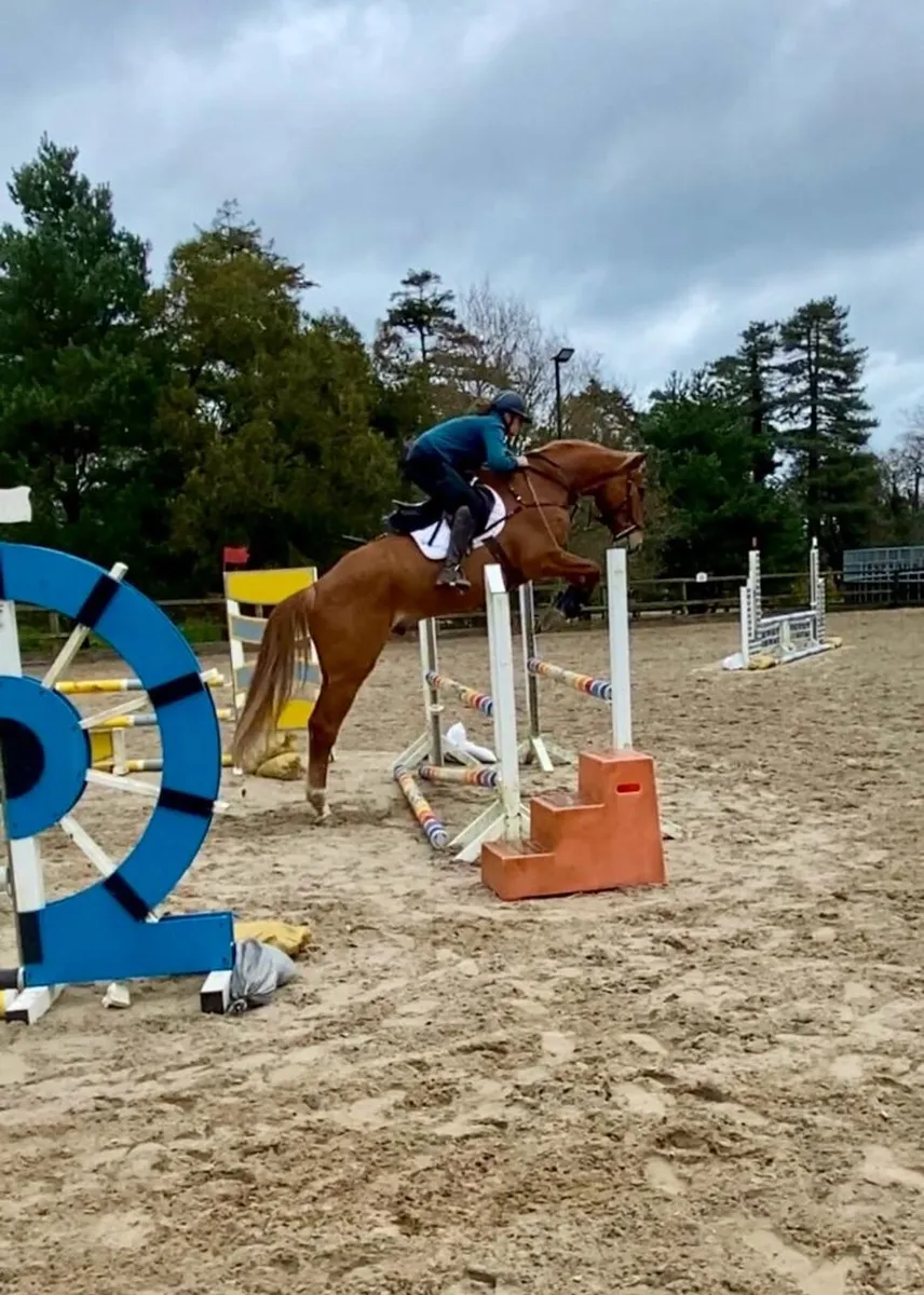 Sport Horse Gelding - Image 1