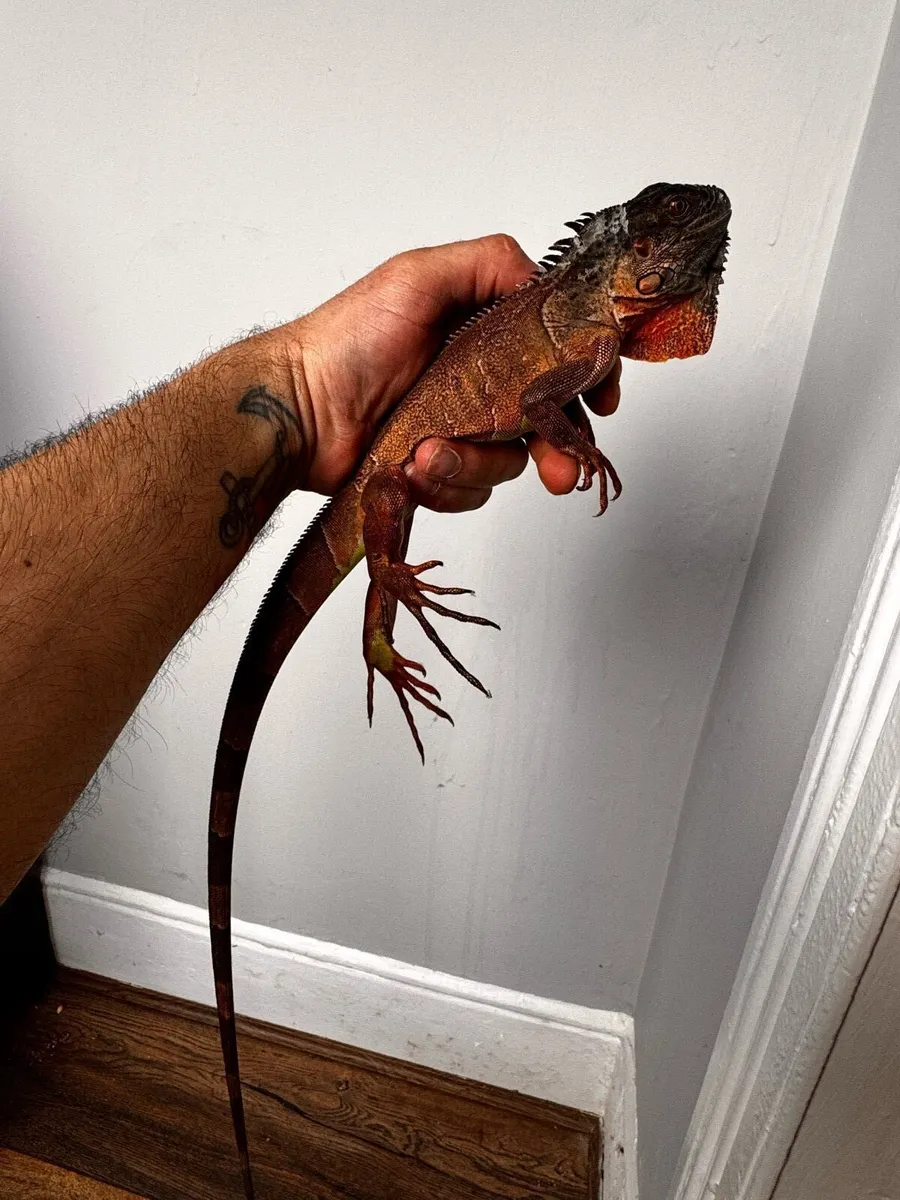 Red Iguana - Image 1