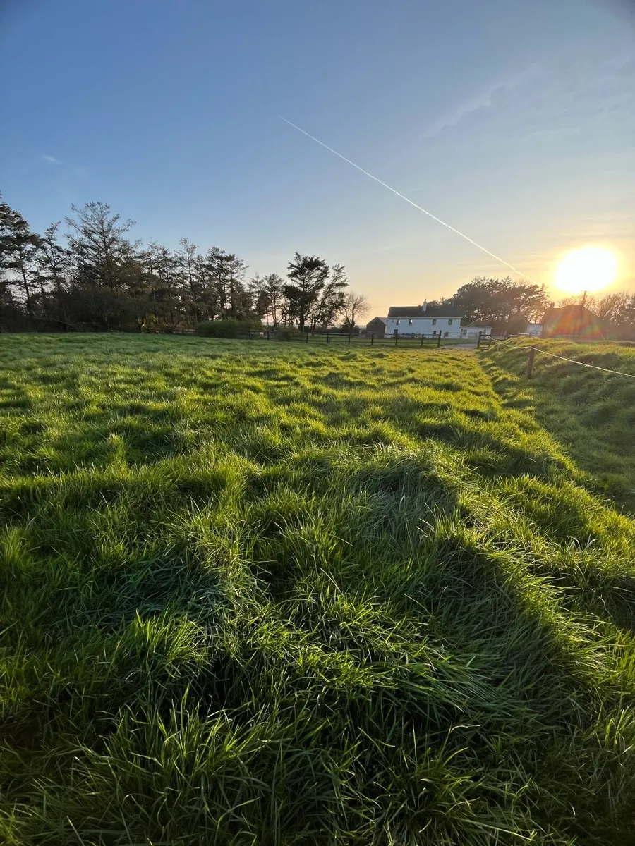 Grazing grass for horses - Image 1