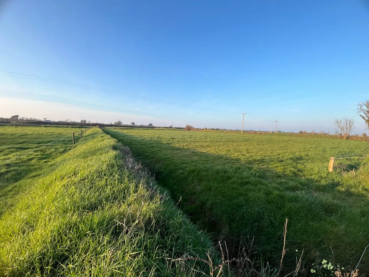 Grazing grass for horses - Image 3