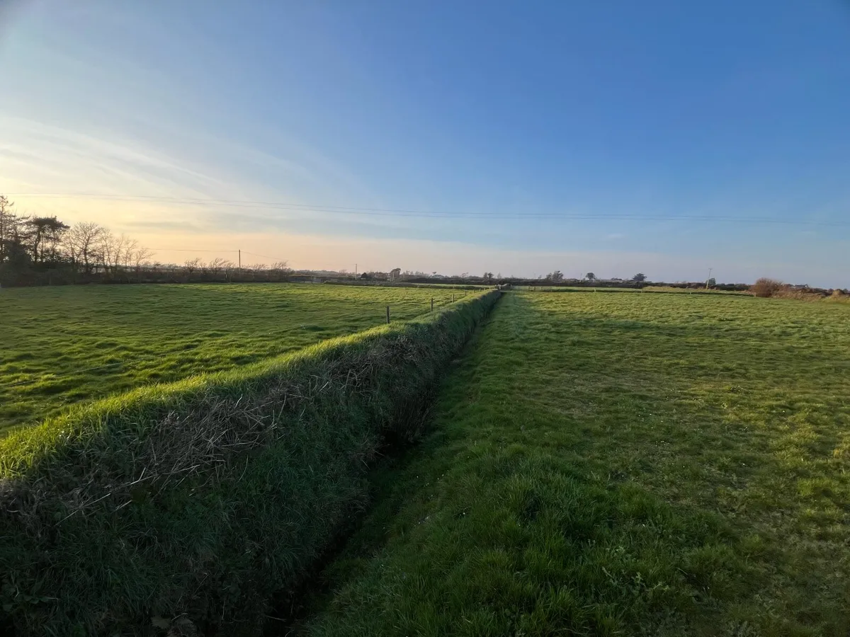 Grazing grass for horses - Image 2