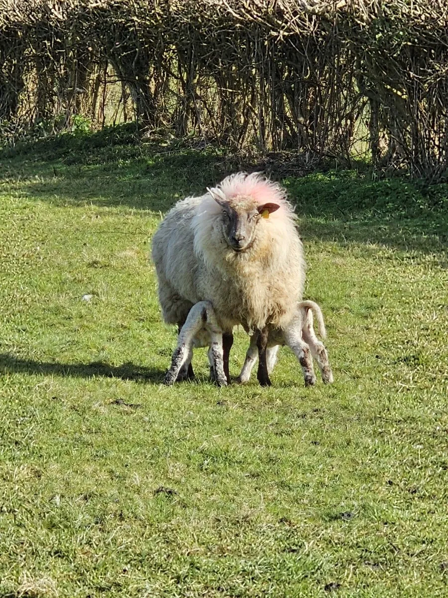 Young ewes with lambs - Image 1