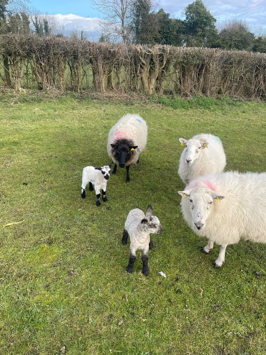 Young ewes with lambs - Image 2