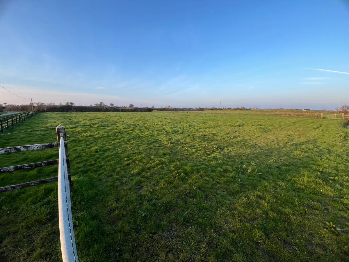 Grazing grass for horses - Image 4