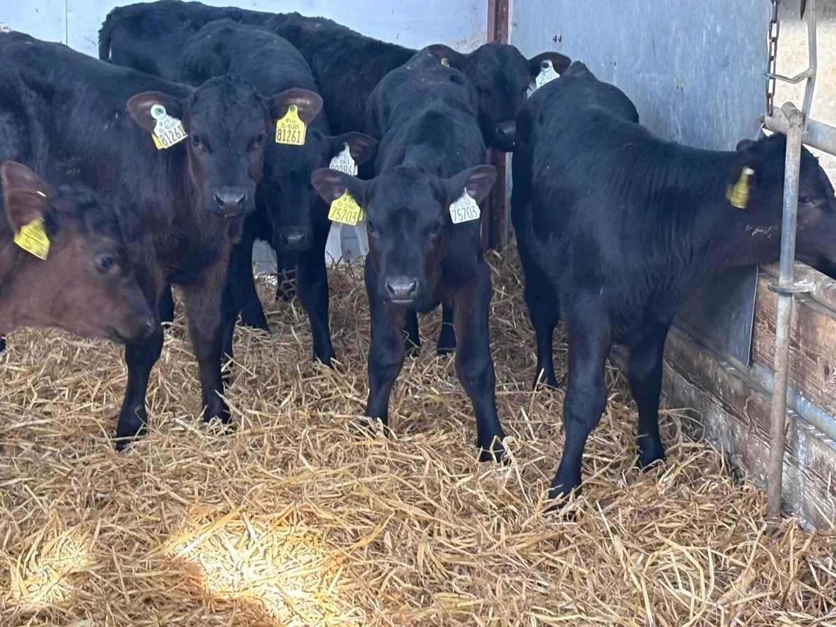 18 top quality heifer calves for sale - Image 2