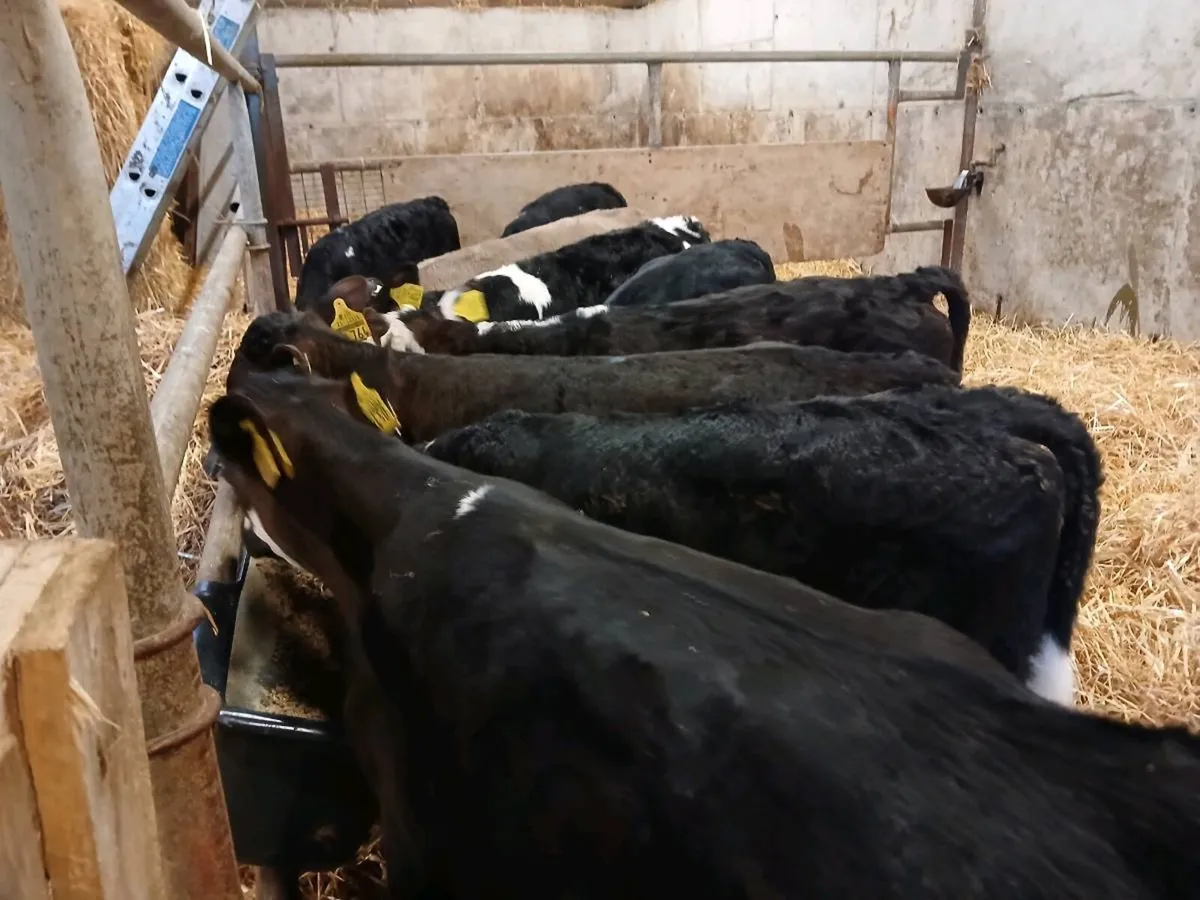 9 Super Heifer Calves - Image 2