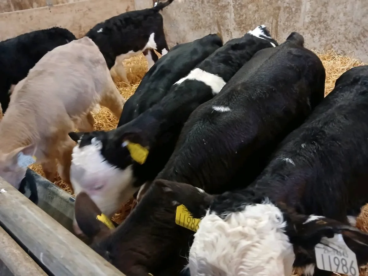 9 Super Heifer Calves - Image 4