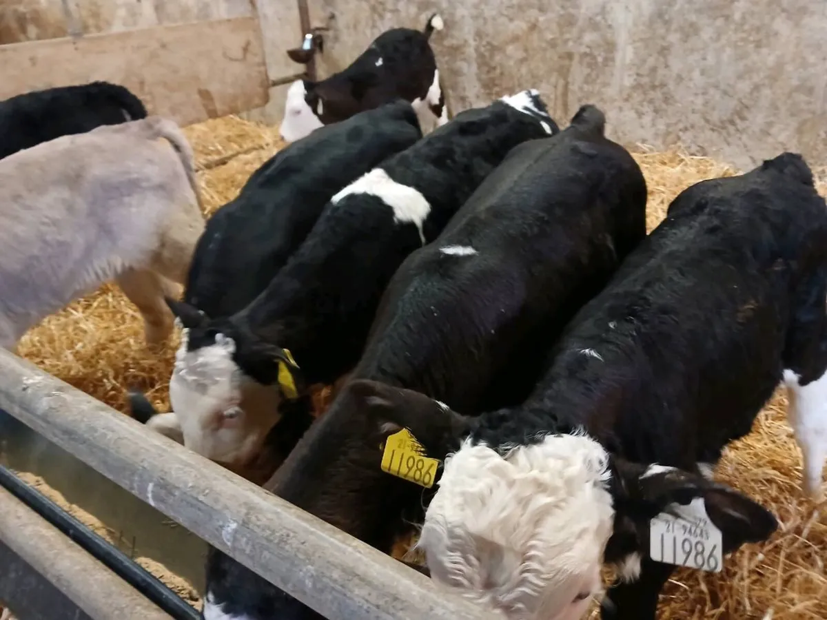 9 Super Heifer Calves - Image 1