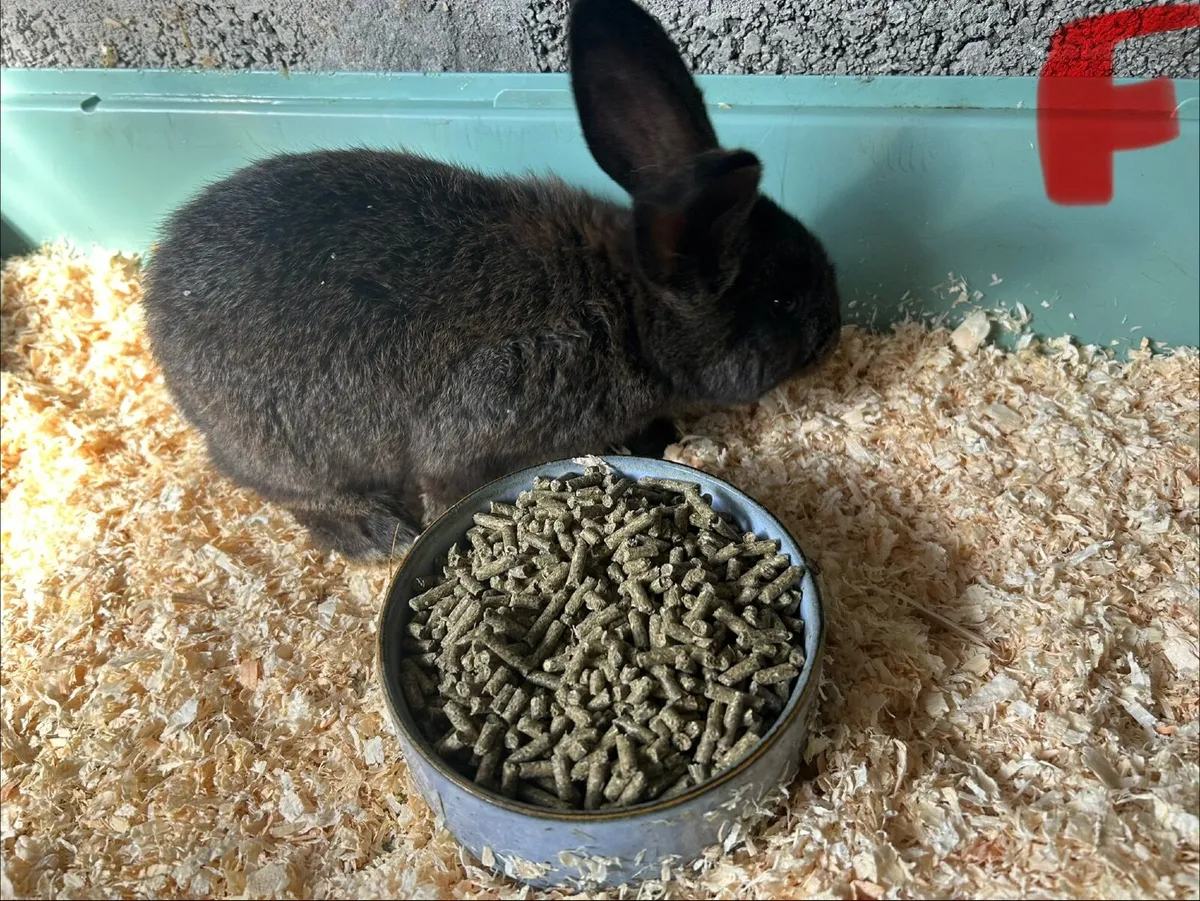 Flemish Rabbits - Image 2