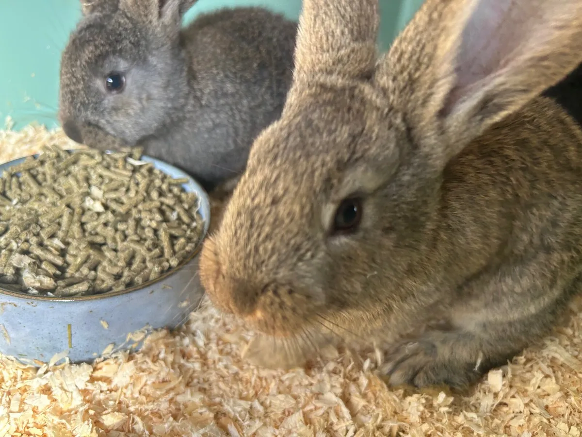 Flemish Rabbits - Image 3