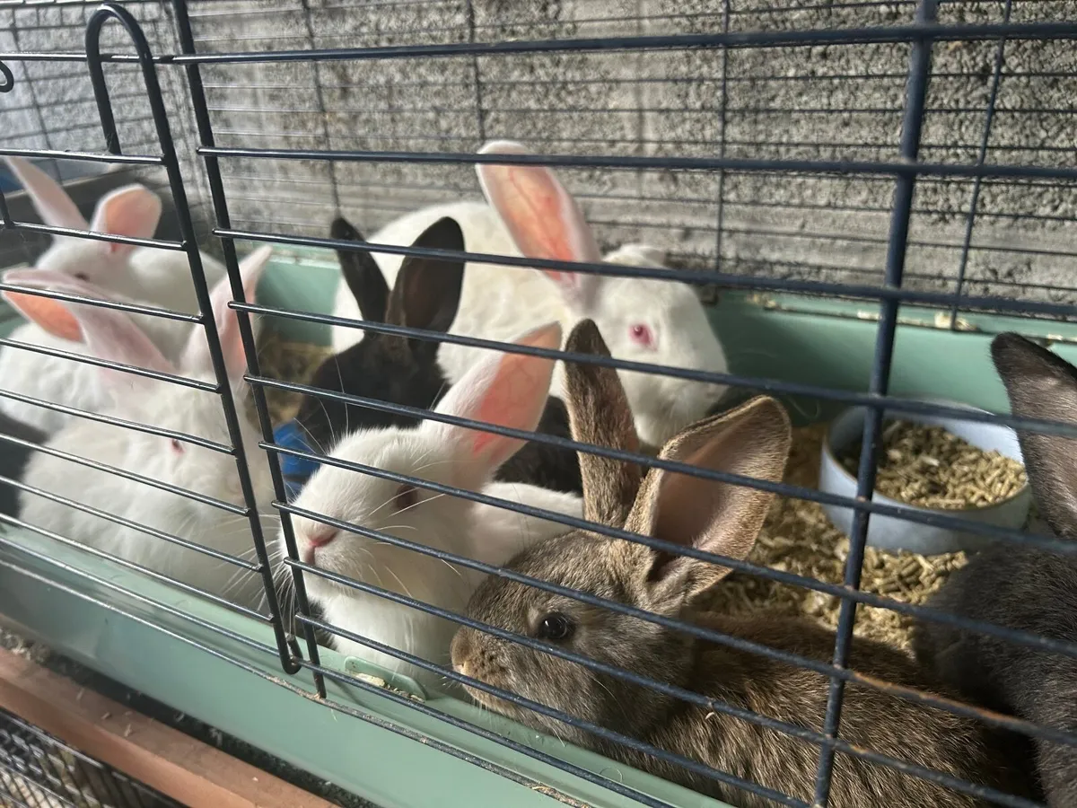 Flemish Rabbits - Image 1