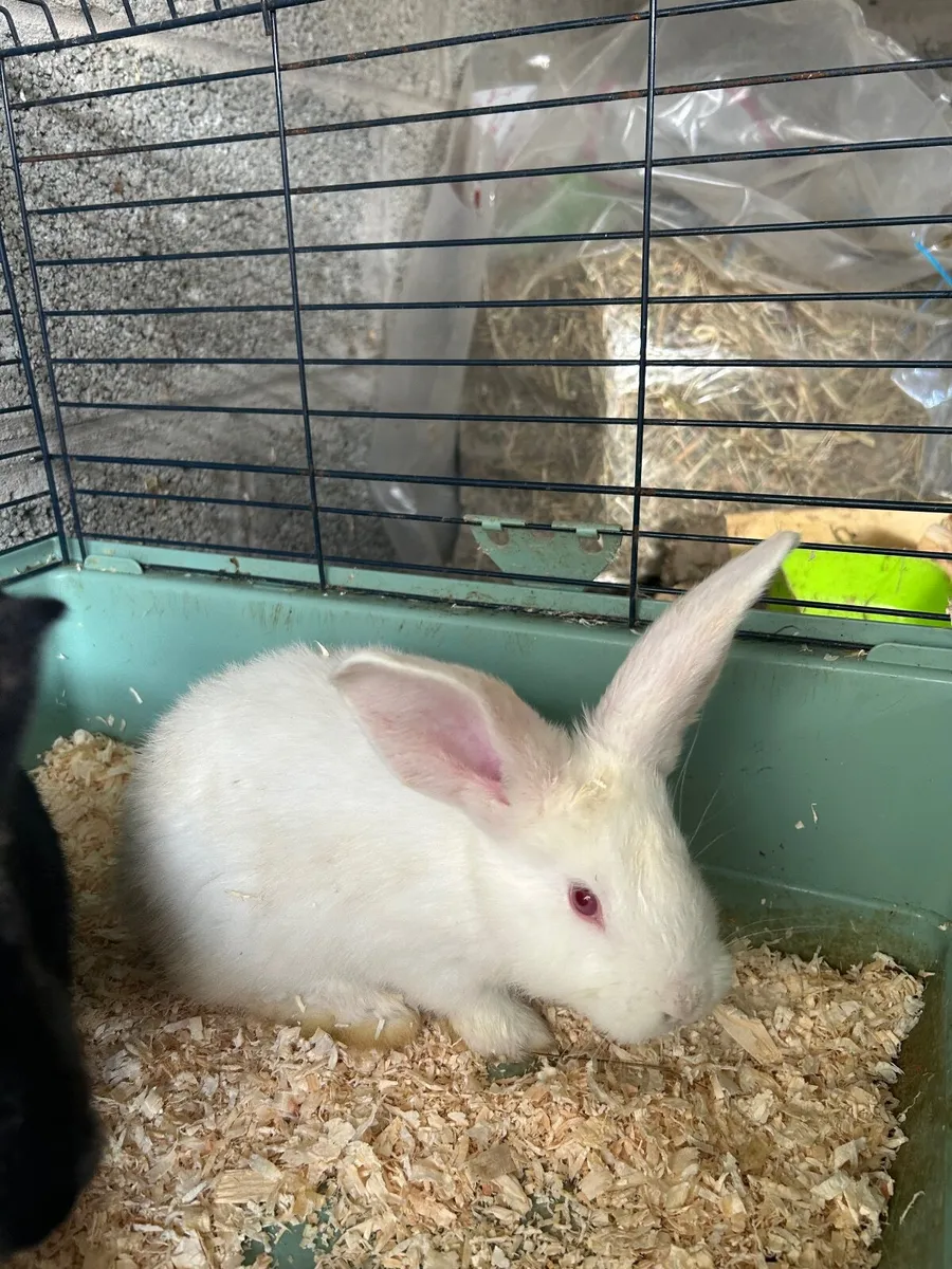 Flemish Rabbits - Image 4