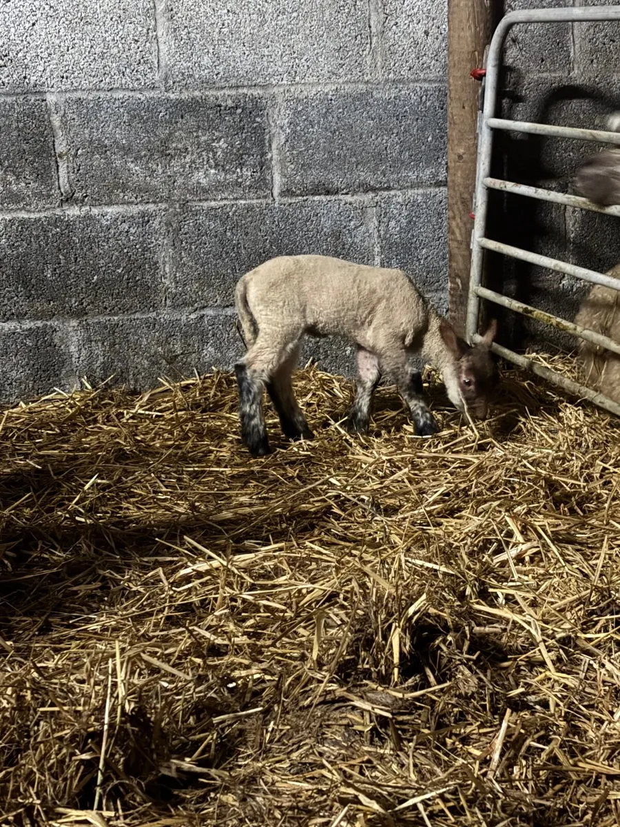 Foster lamb - Image 2