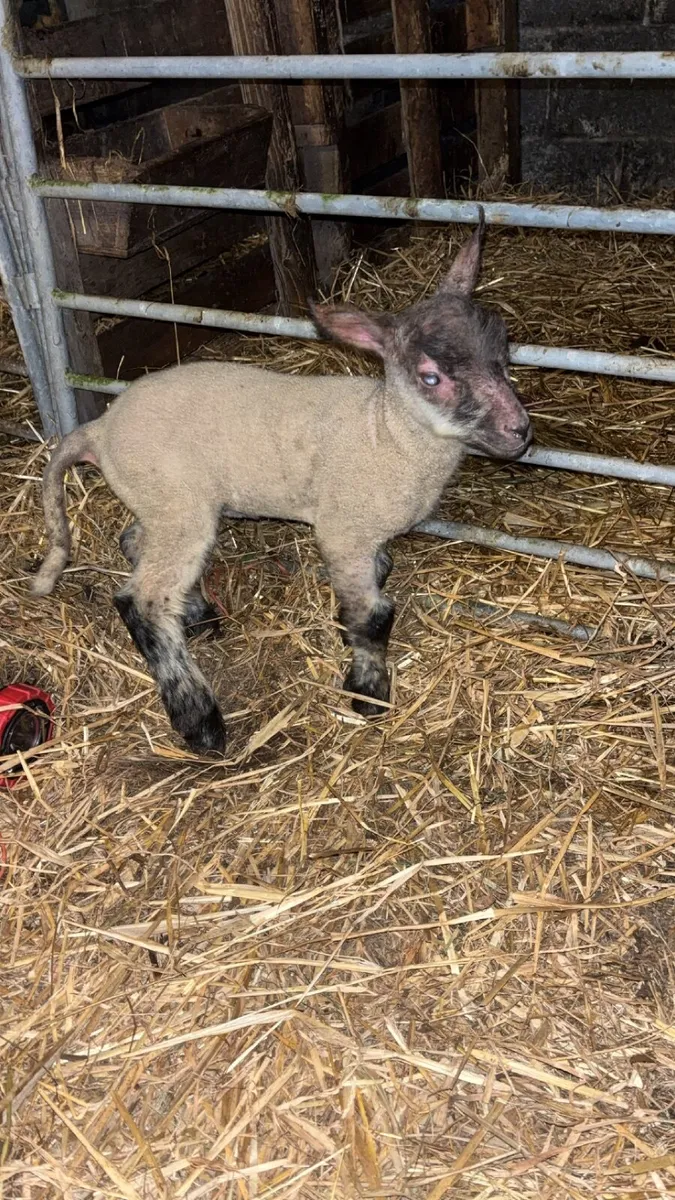 Foster lamb - Image 1