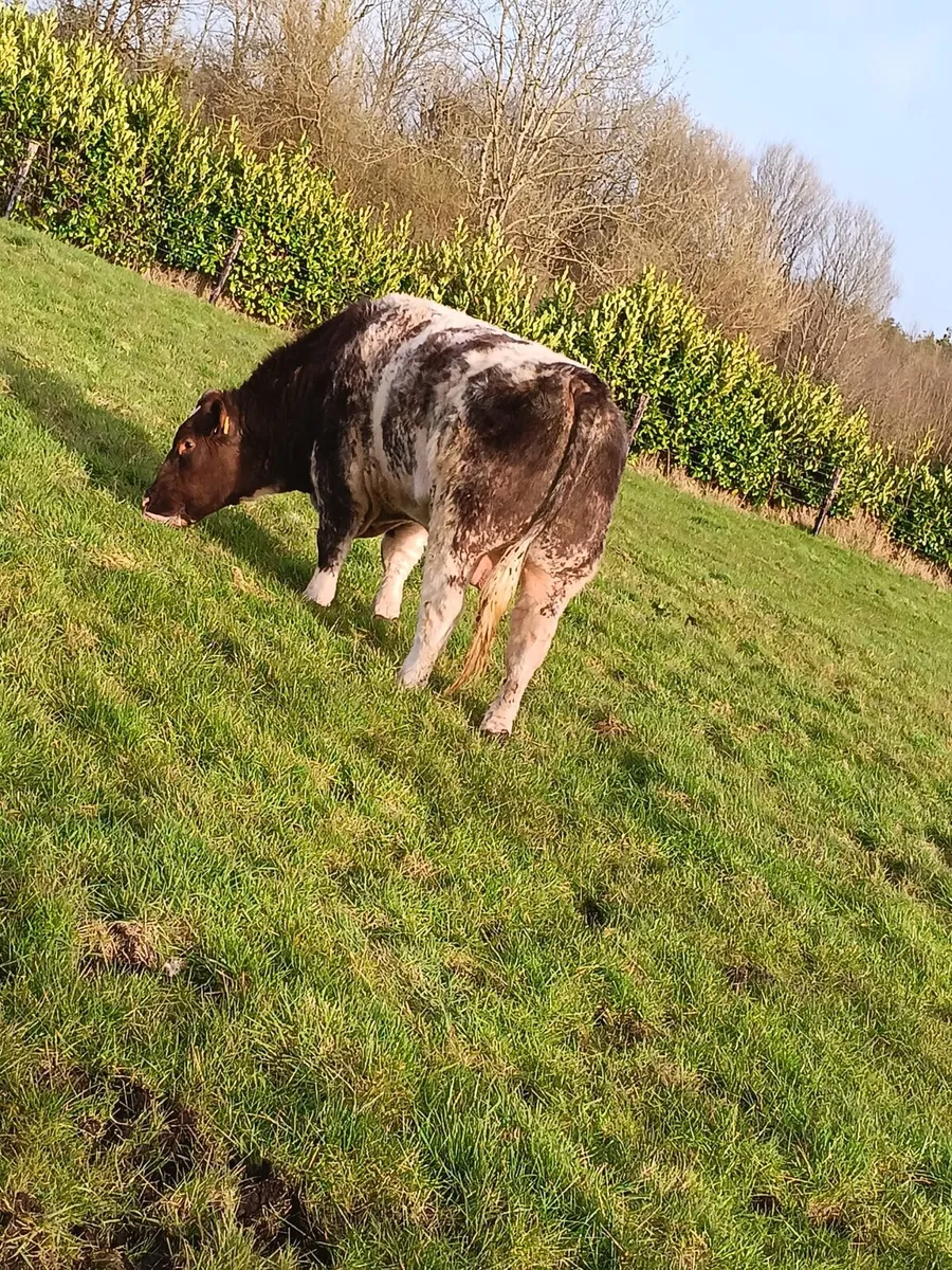 Super Shorthorn Bull - Image 2