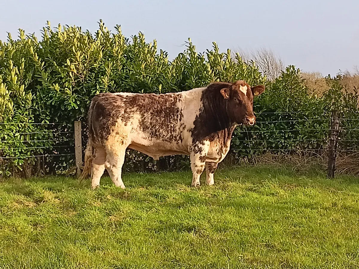 Super Shorthorn Bull - Image 1