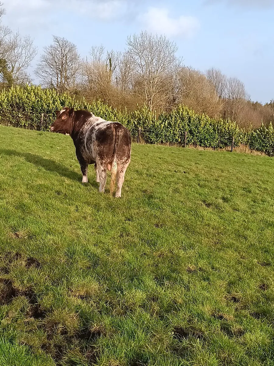 Super Shorthorn Bull - Image 3