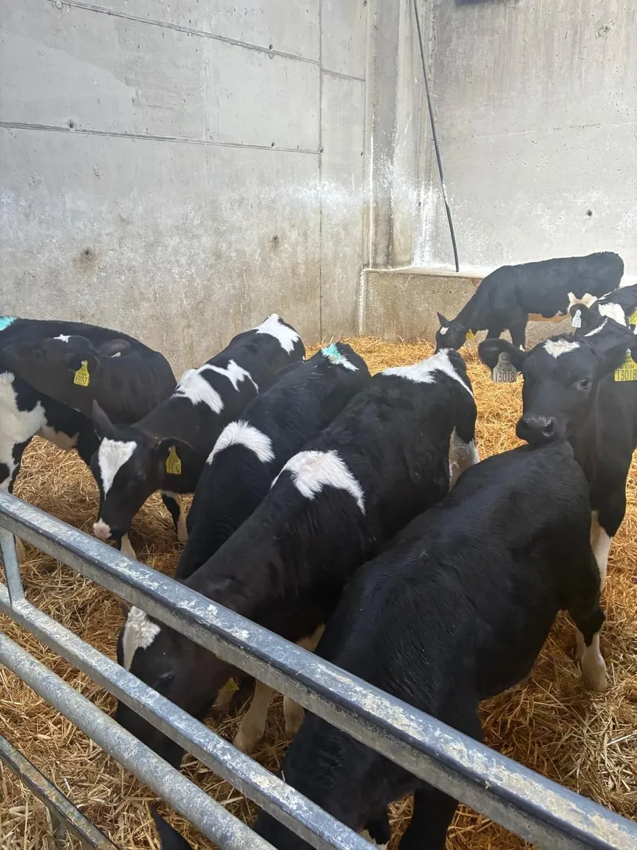 15 Ai Friesian Heifer Calves - Image 2