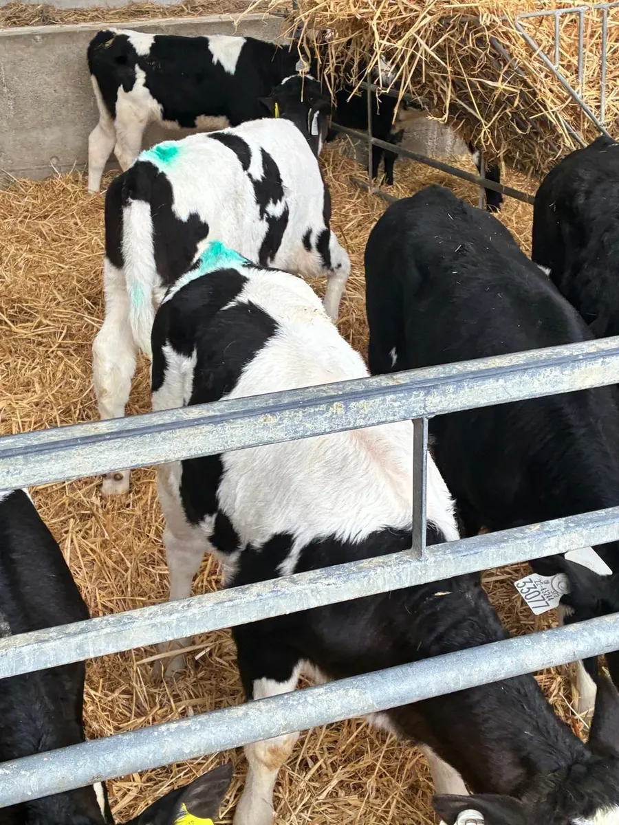 15 Ai Friesian Heifer Calves - Image 4