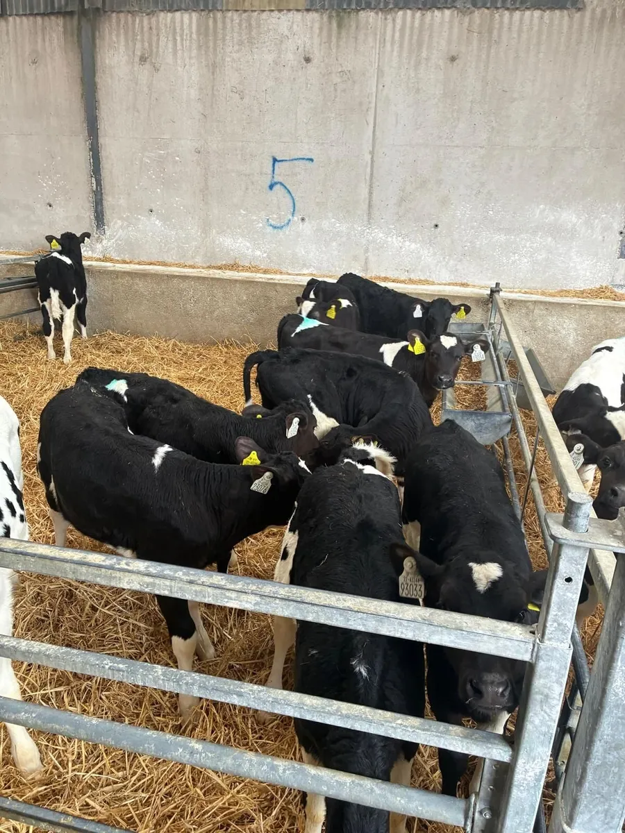 15 Ai Friesian Heifer Calves - Image 3