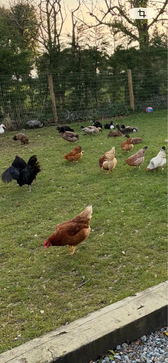 Bantam Hens - Image 1