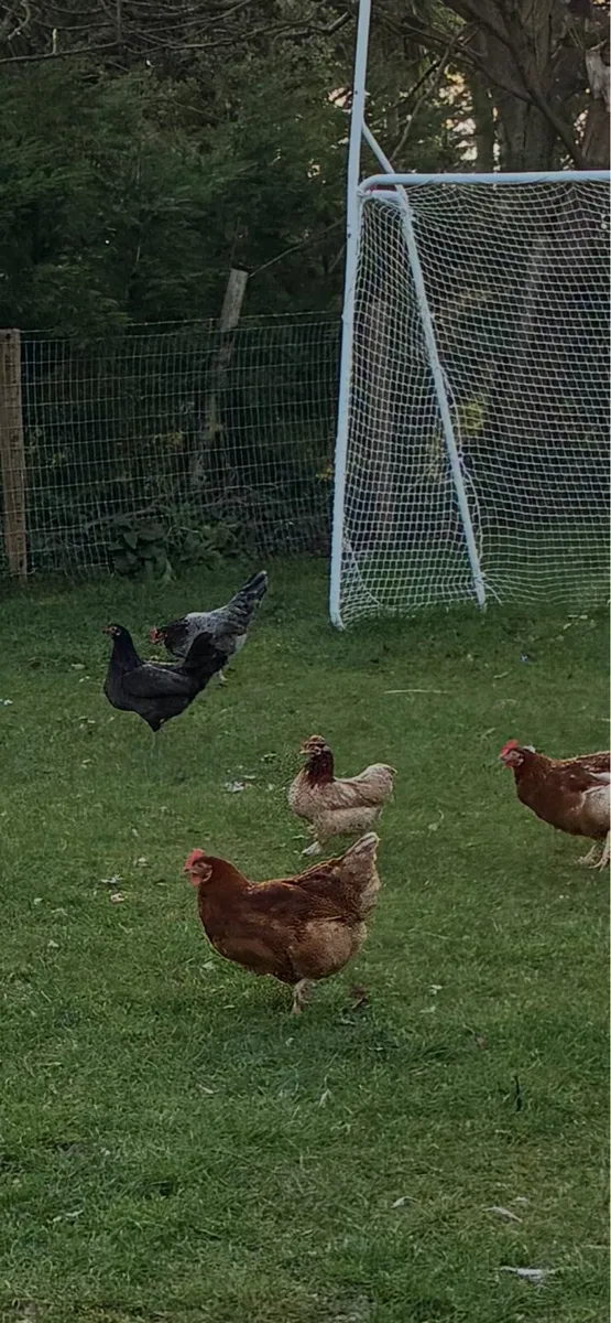 Bantam Hens - Image 2