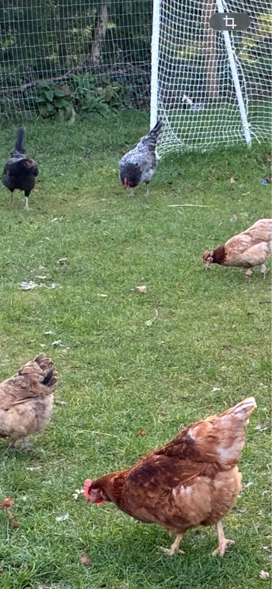 Bantam Hens - Image 3